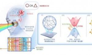 复旦科学家研发出金属视网膜假体，使失明动物恢复视觉功能